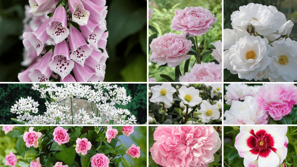 Create a Beautiful Rose Garden