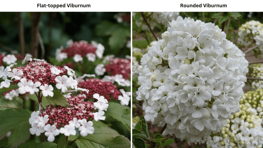 Different flowering shapes of Viburnum