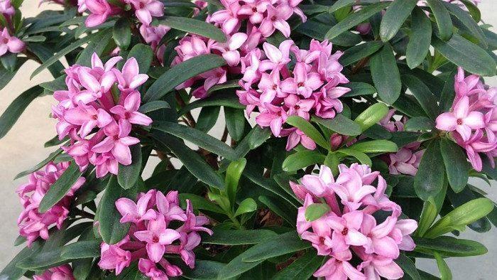 Daphne x transatlantica Pink Eternal Fragrance - Evergreen Daphne's