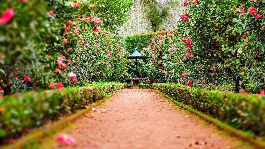 Rose flowers and pink flowers lining path. Photo by Ignacio Correia
