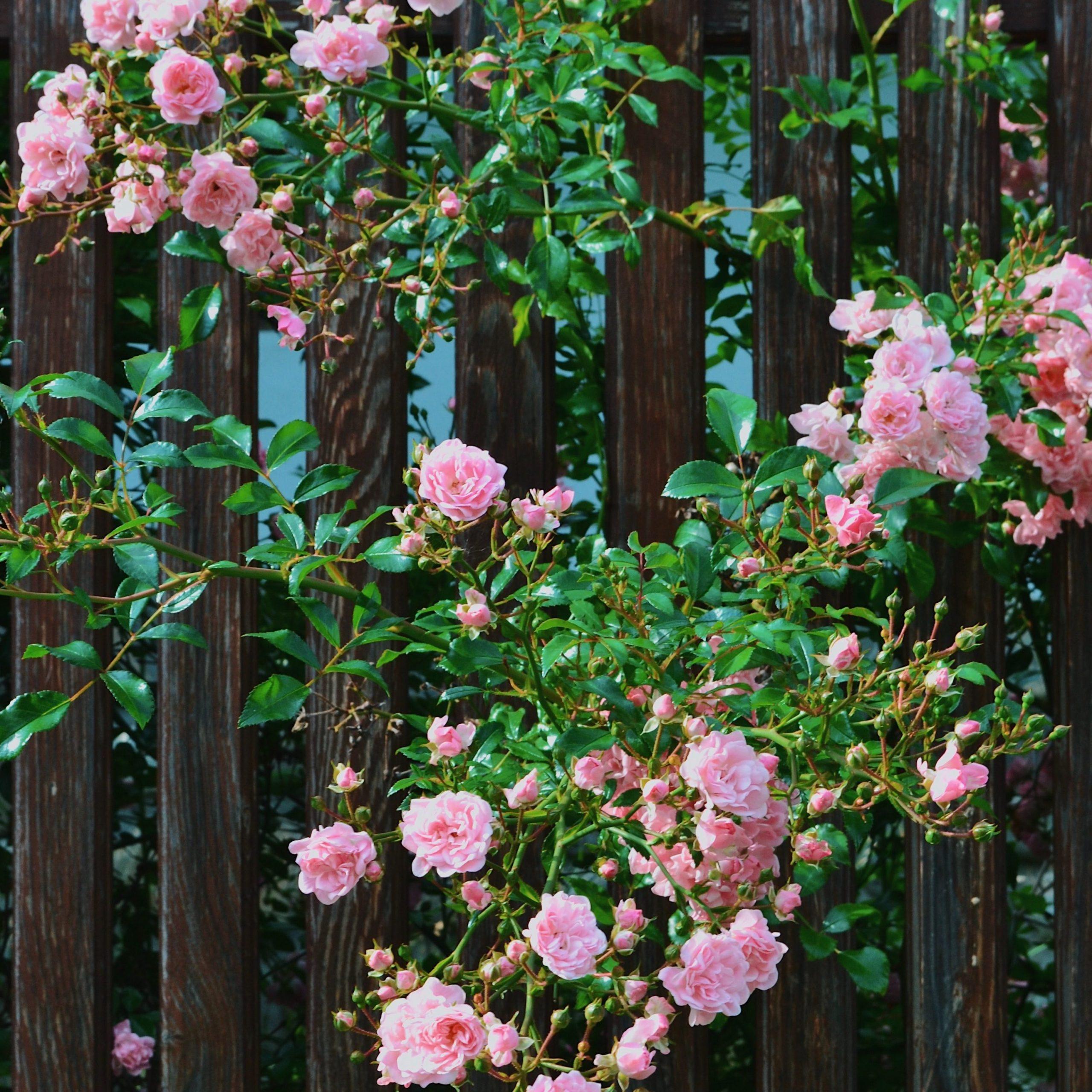 Create a Beautiful Rose Garden