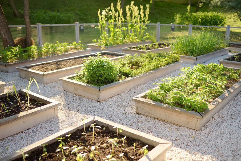 Raised bed gardens with filled planters growing plants