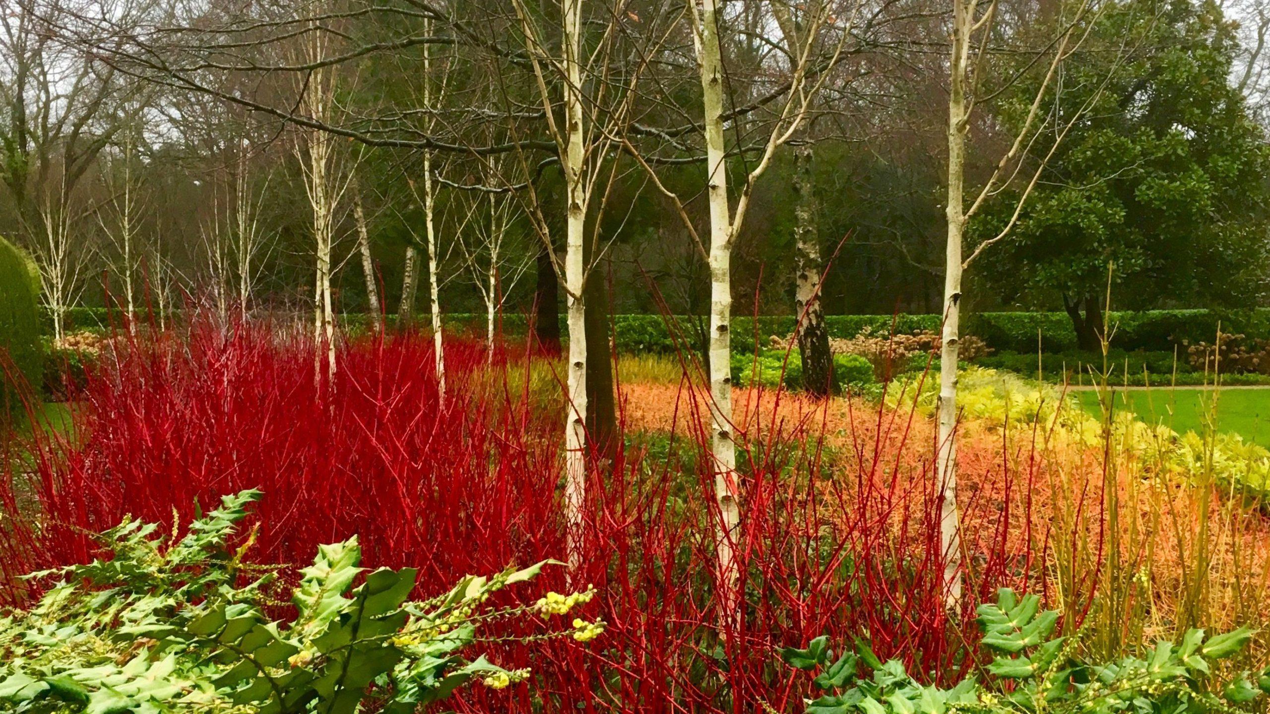 birch trees landscaping