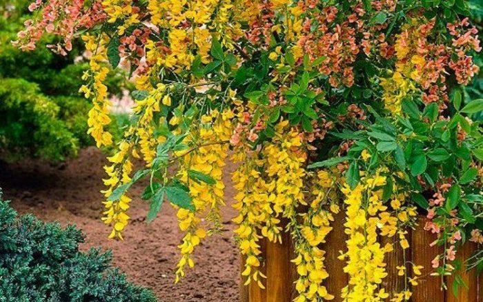 Laburnum 'Golden Rain' Tree Care & Growing Tips