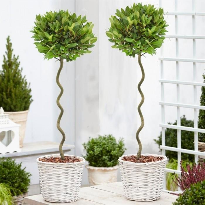 Bay trees online in pots