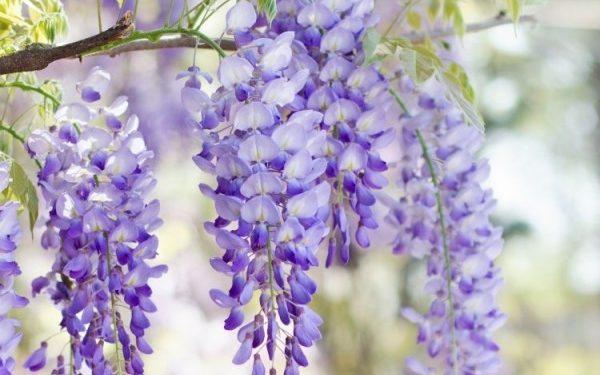 How to grow wisteria: where to plant this flowering climber