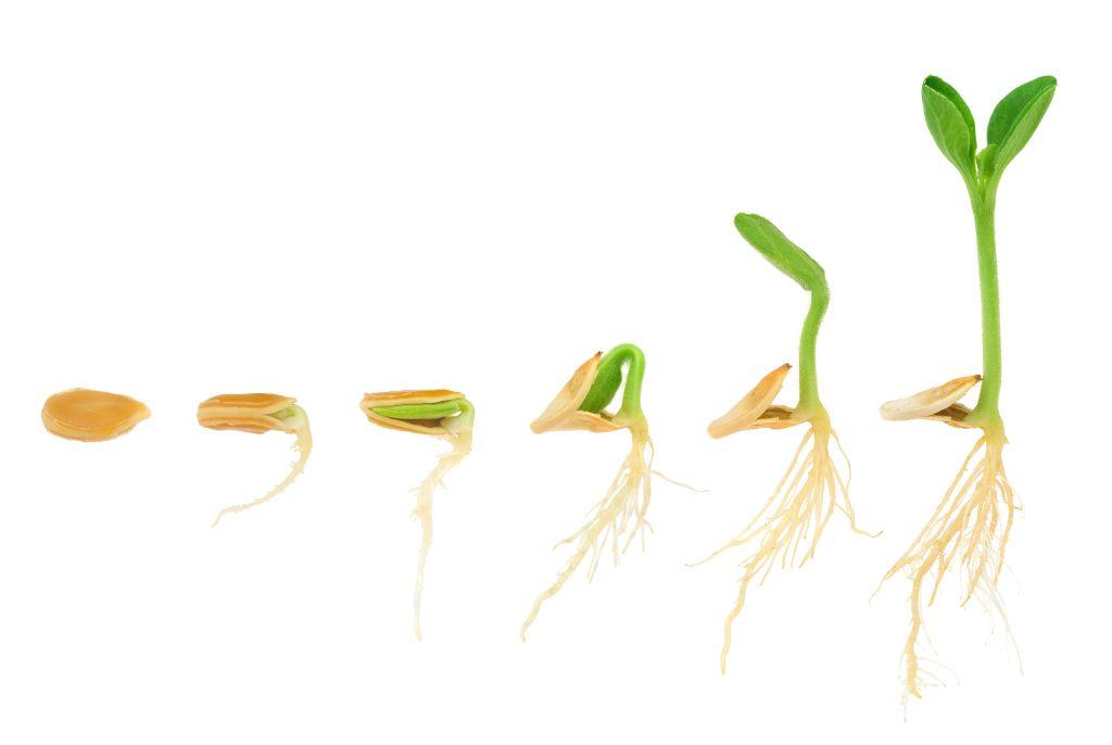 Sequence of how plants grow
