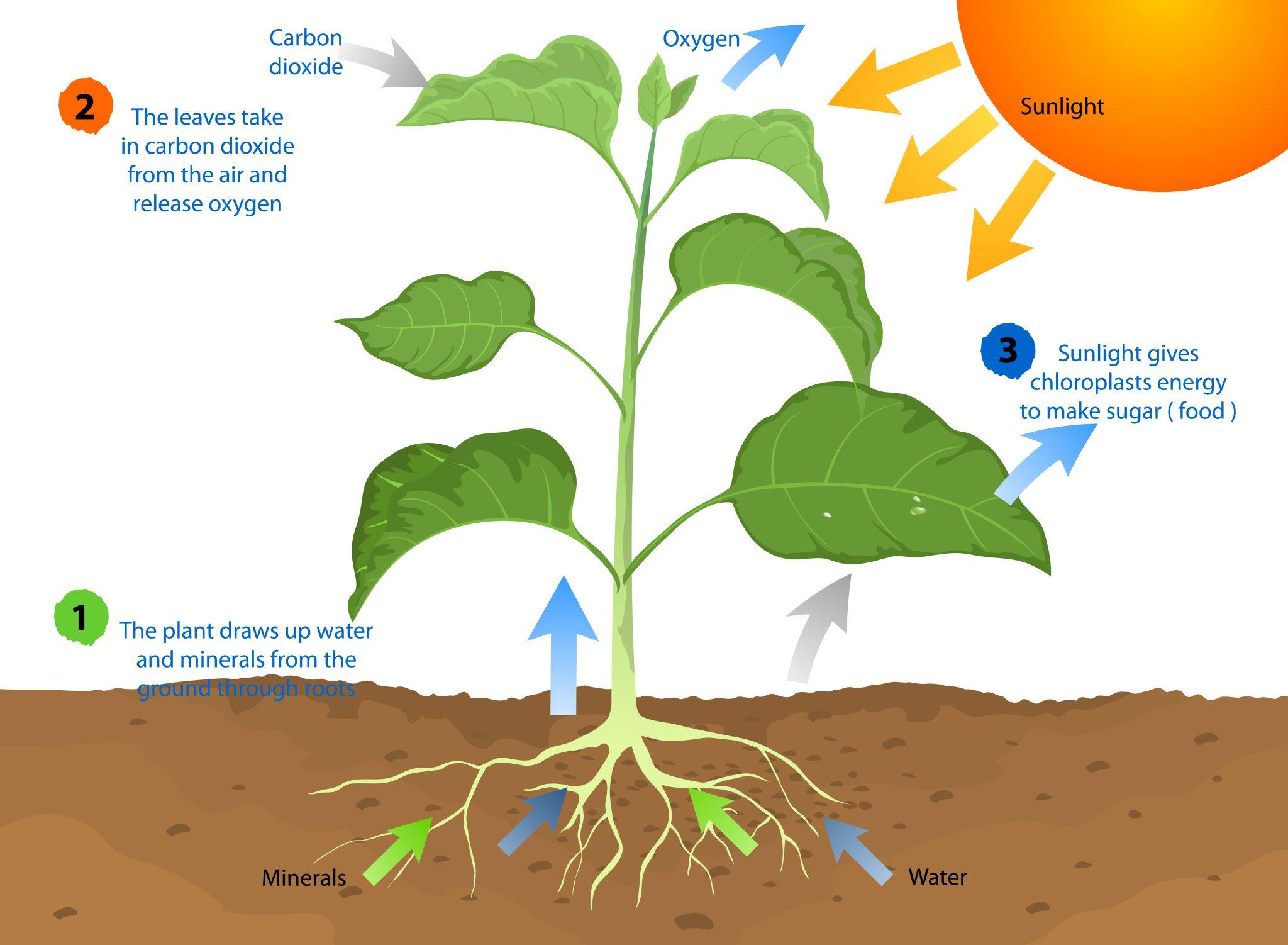 Module 10: How Plants Grow - Gardening Express Knowledge Hub