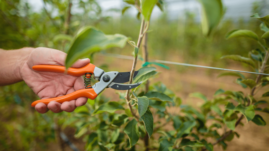 Module Garden Maintenance