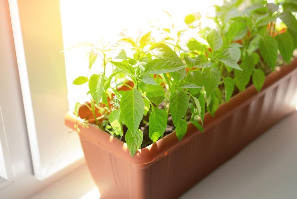 bag for plant Grow Bags: Gardener's Best Universal Grow Bag
