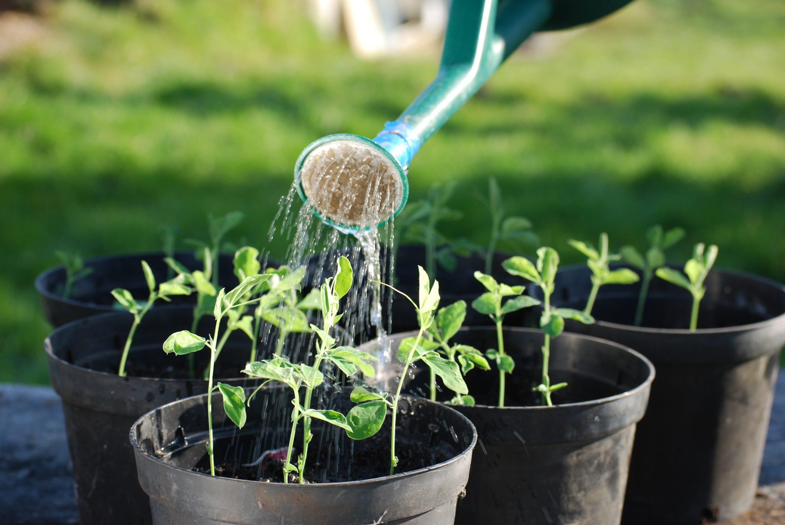 Watering young plants