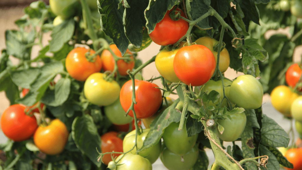 How to Grow Your Own Tomatoes: A Complete Guide