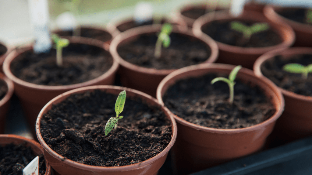 Grow your own tomatoes in a pot / RHS Gardening