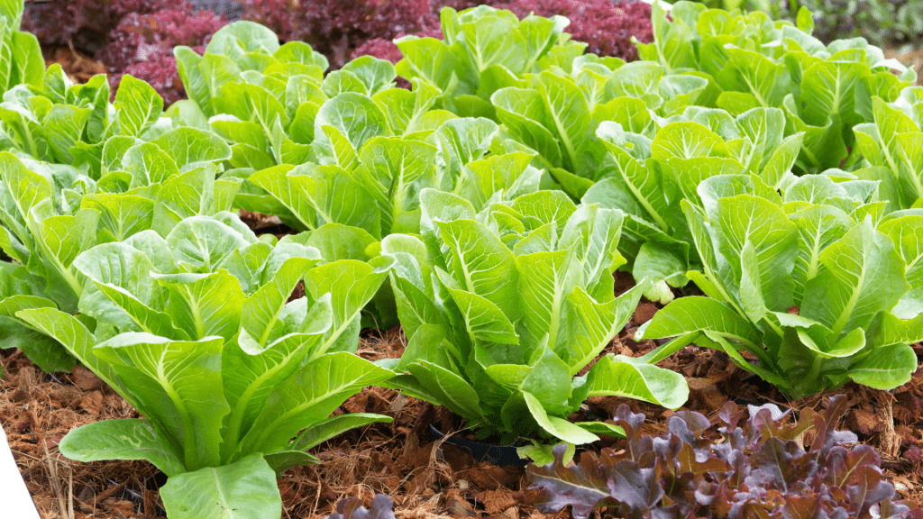 Grow Your Own Lettuce