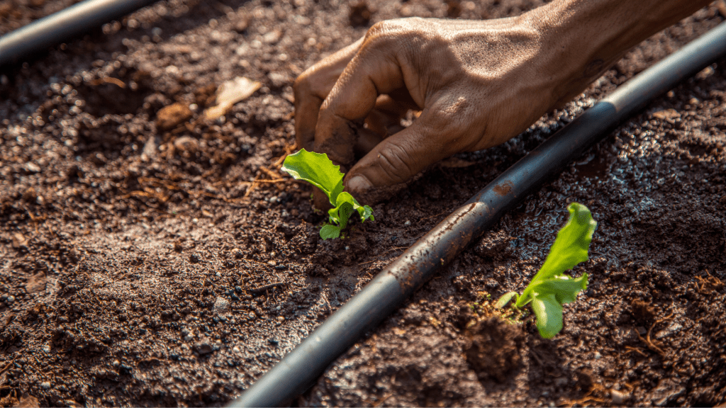 Grow Your Own: Lettuce