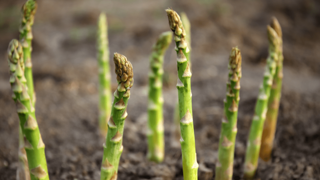 Asparagus growing in ground