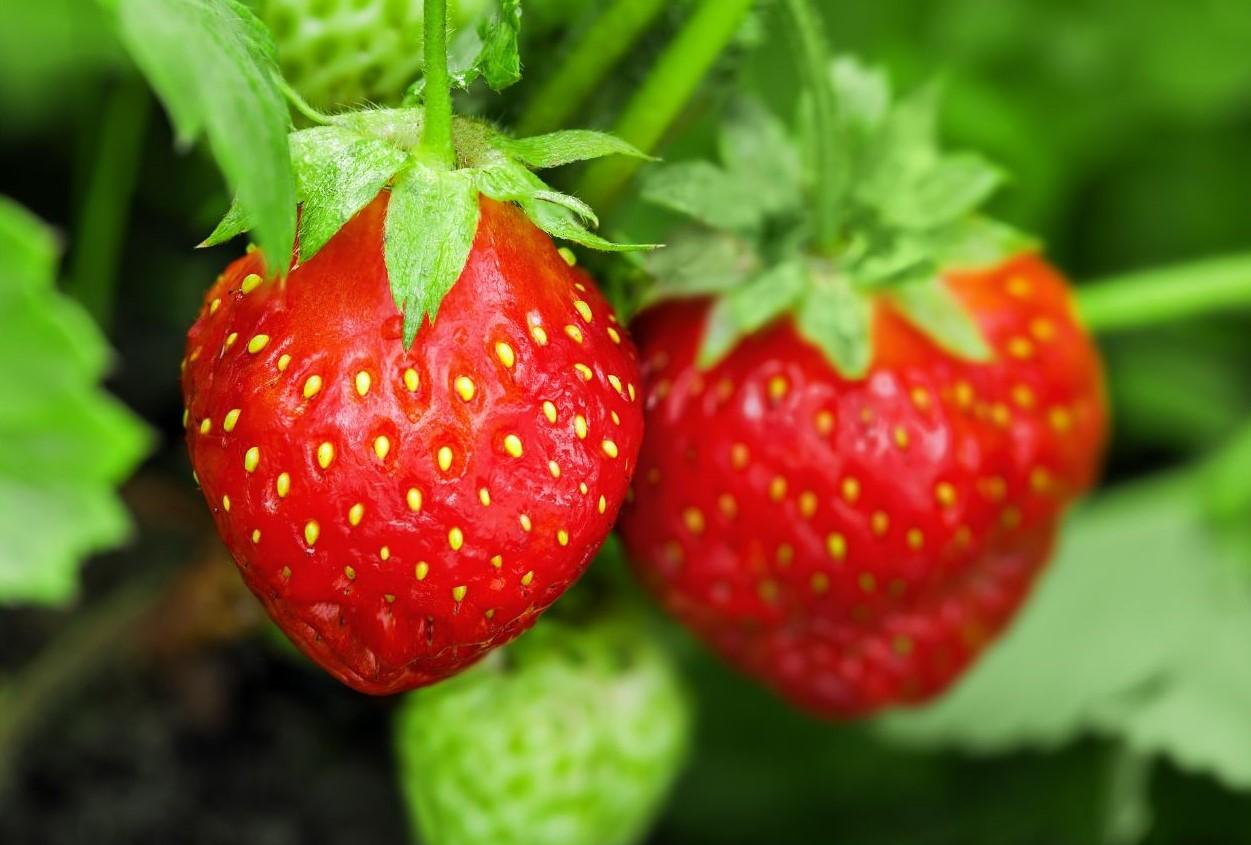 Top 10 Fruit & Vegetables to Grow in the UK