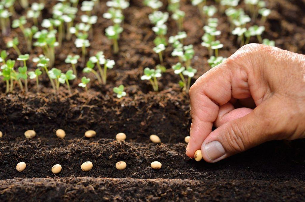 Seed vs Seedling: Which is Best? - Gardening Express Knowledge Hub