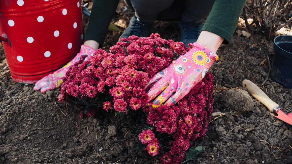 Planting chrysanthemum with gardening gloves on to prevent skin irritation