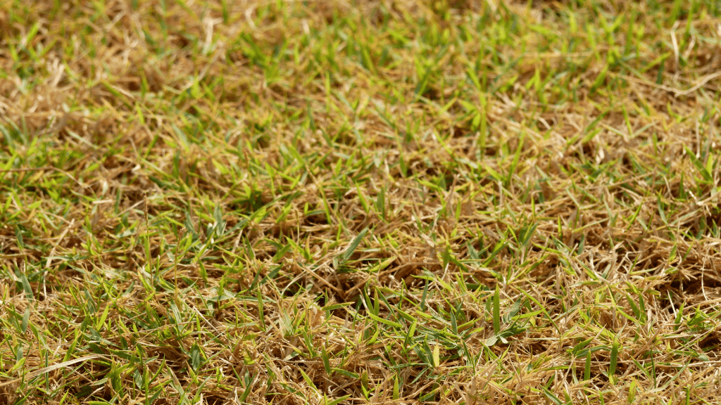 What To Do With Lawn In Drought