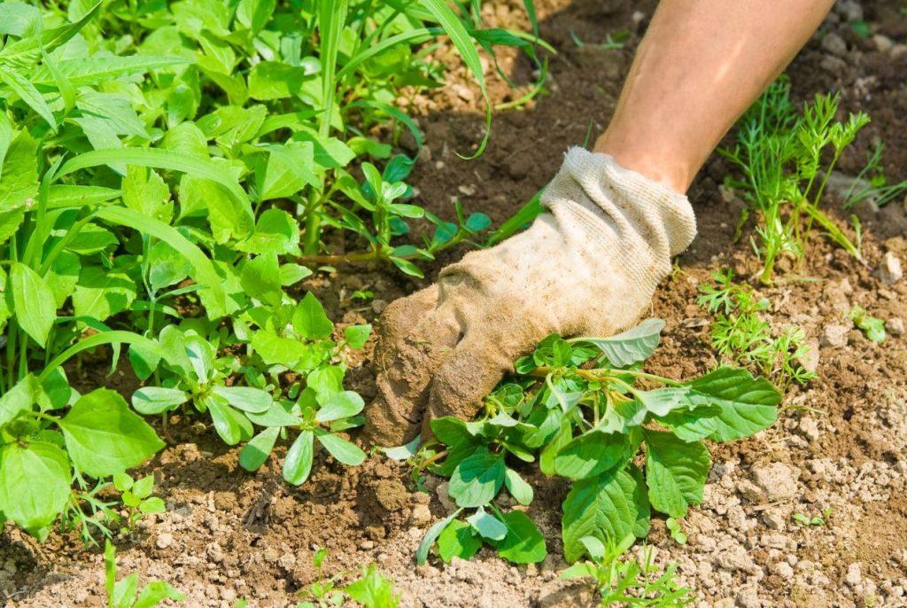 Weed Control