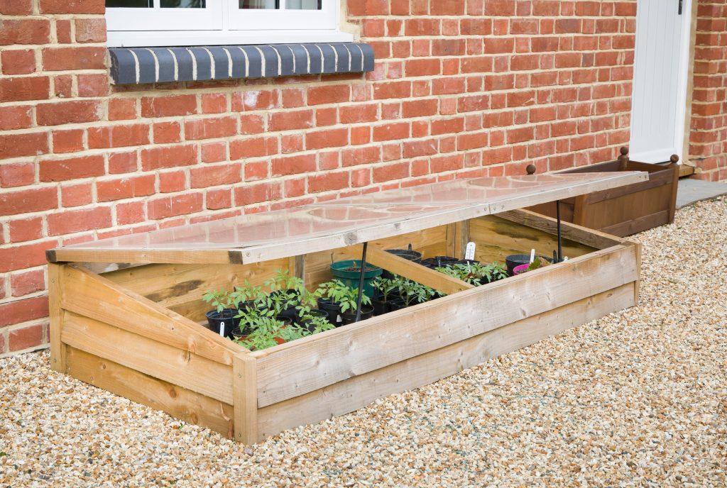 Greenhouse Alternatives - Cold frame with vegetable (tomato) plants against a wall in a UK garden in spring