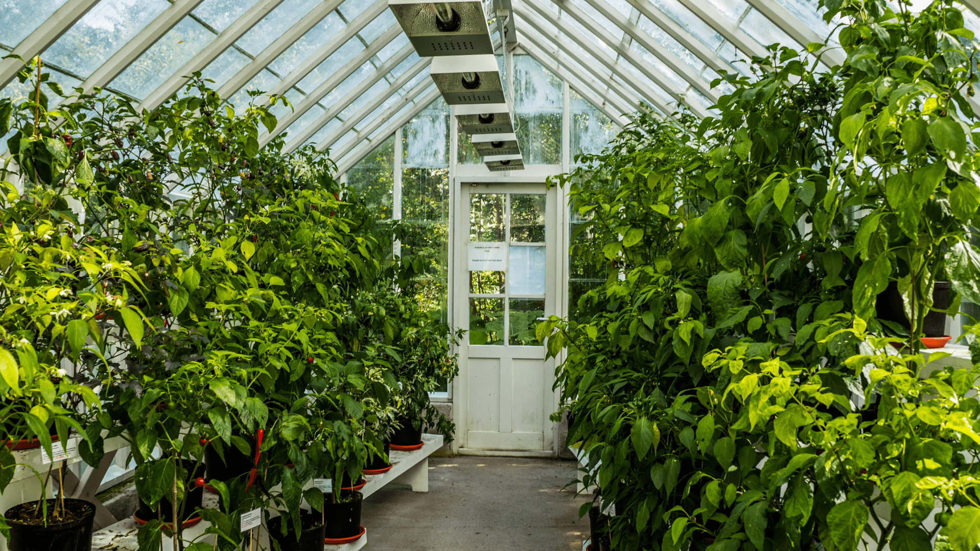 Troubleshooting Common Greenhouse Problems