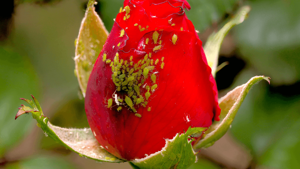 how-to-grow-roses-for-beginners