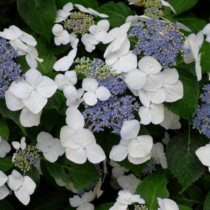 Top 10 Plants For Partial Shade