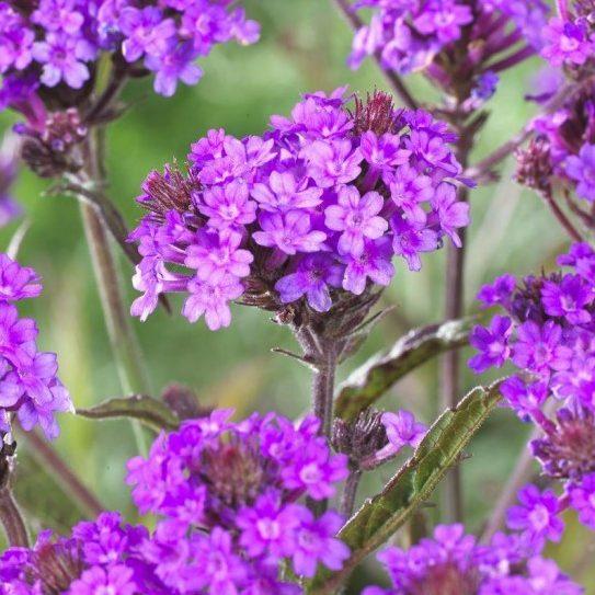 Top 10 Plants to Attract Pollinators