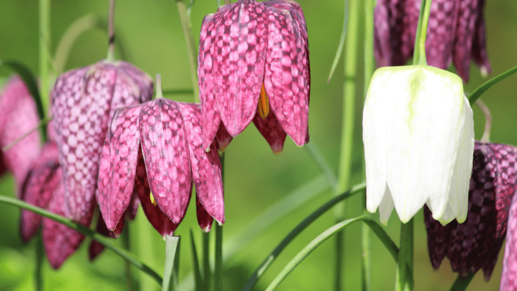 Top 10 UK Native Plants to Grow in Your Garden