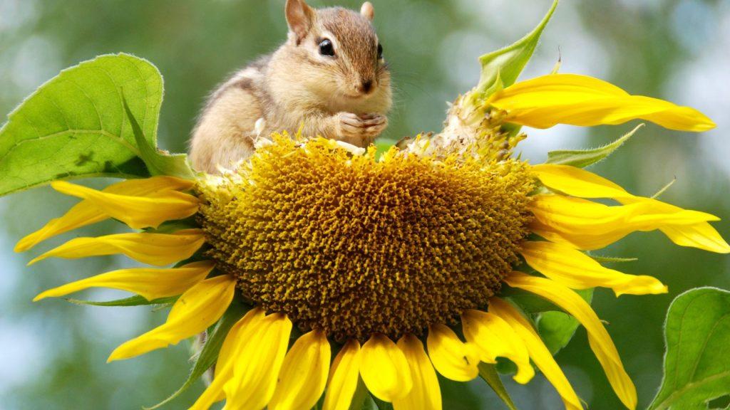 A chipmunk sitting on a sunflower, eating the seeds.