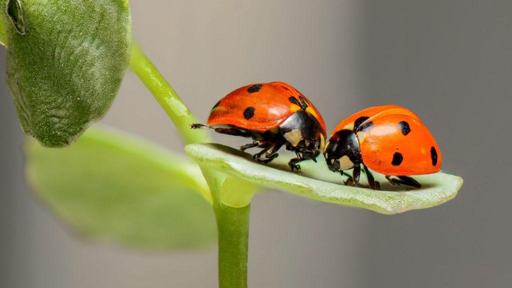 Two ladybugs sitting together on a leaf, facing each other.