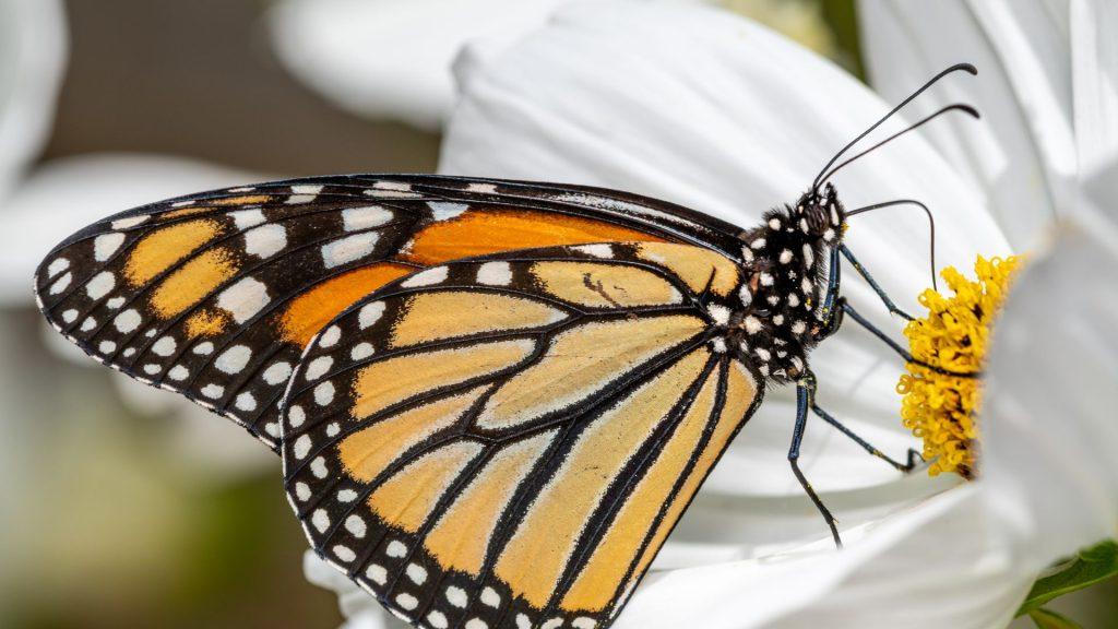 A close up of a monarch butterfly on a white flower.