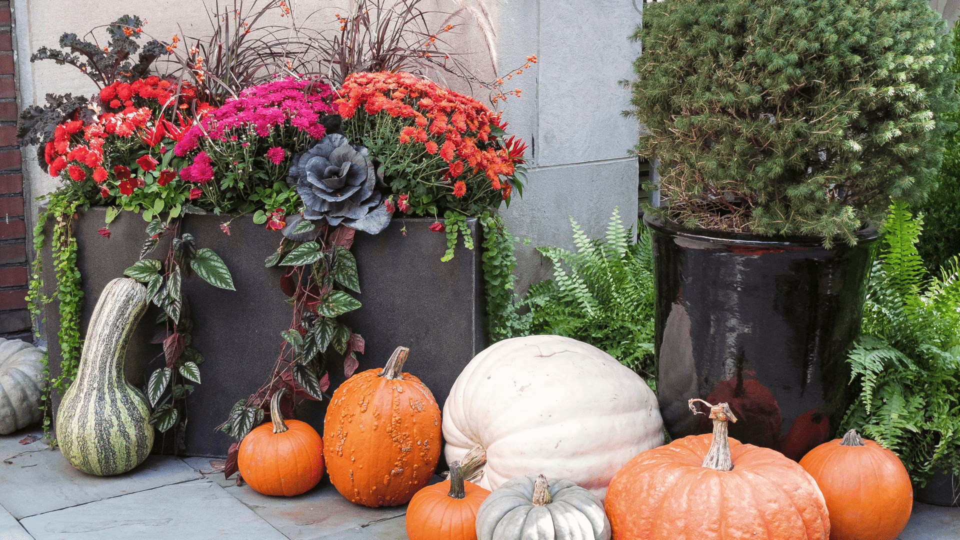 Create Autumn Hanging Baskets & Containers