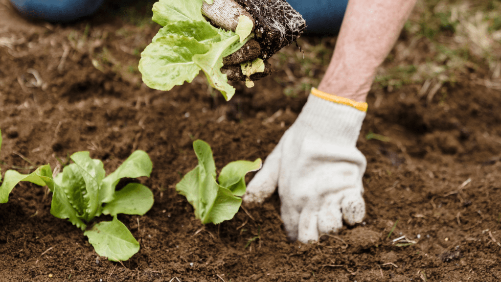 Guide to Preparing Garden Soil for Successful Planting