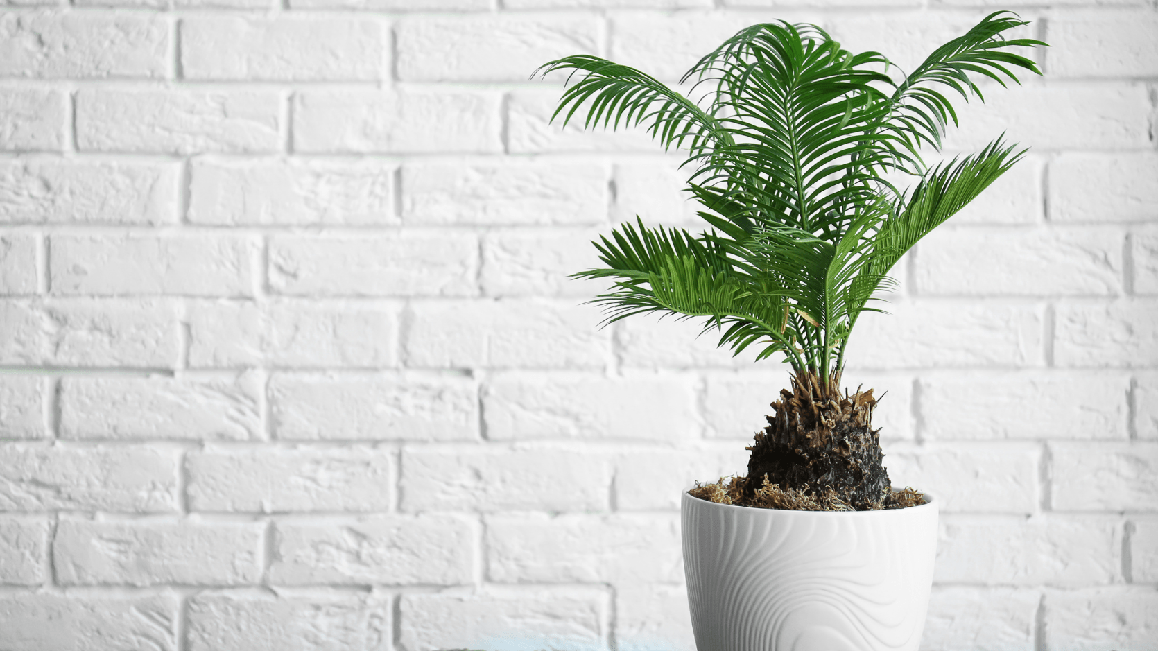 sago palm pot