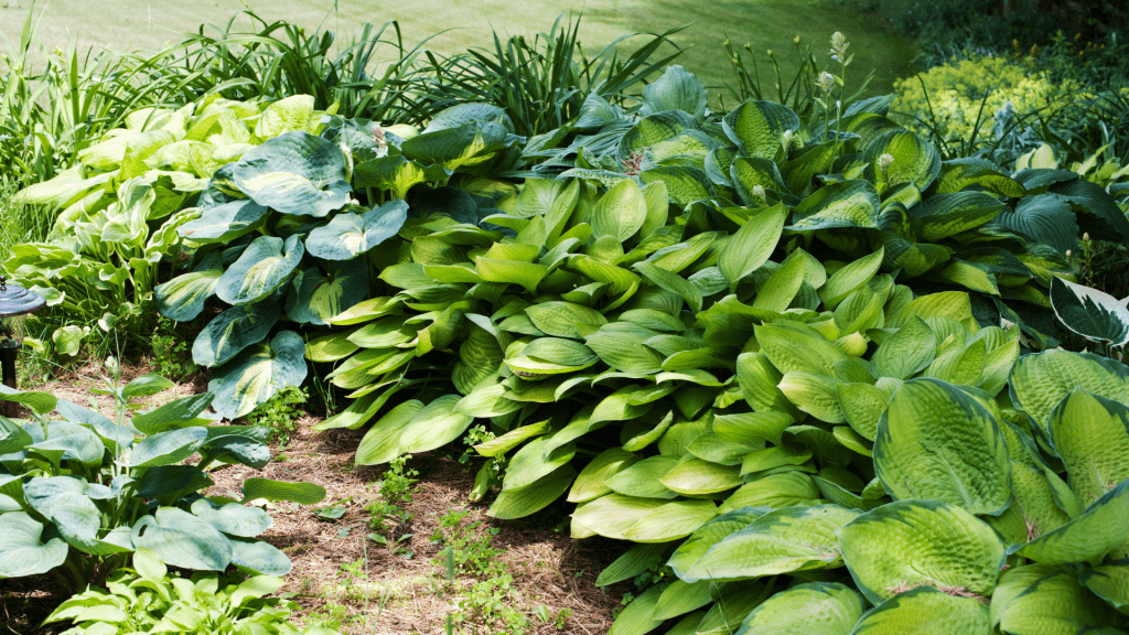 A Beginner's Guide to Planting and Caring for Bare-Root Hostas