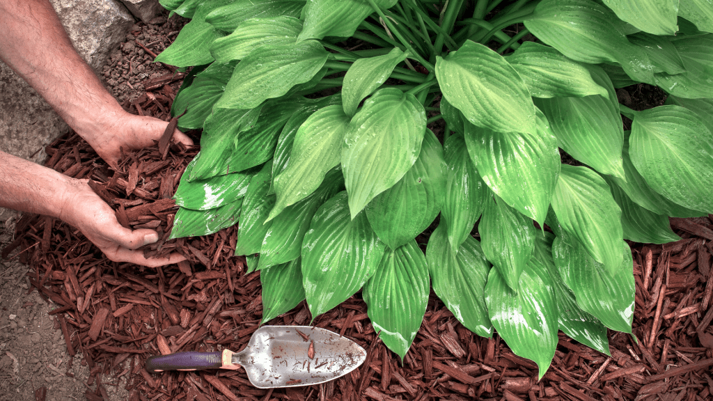 Add a thin layer of mulch on the soil surface around the hostas to retain moisture and keep the roots cool