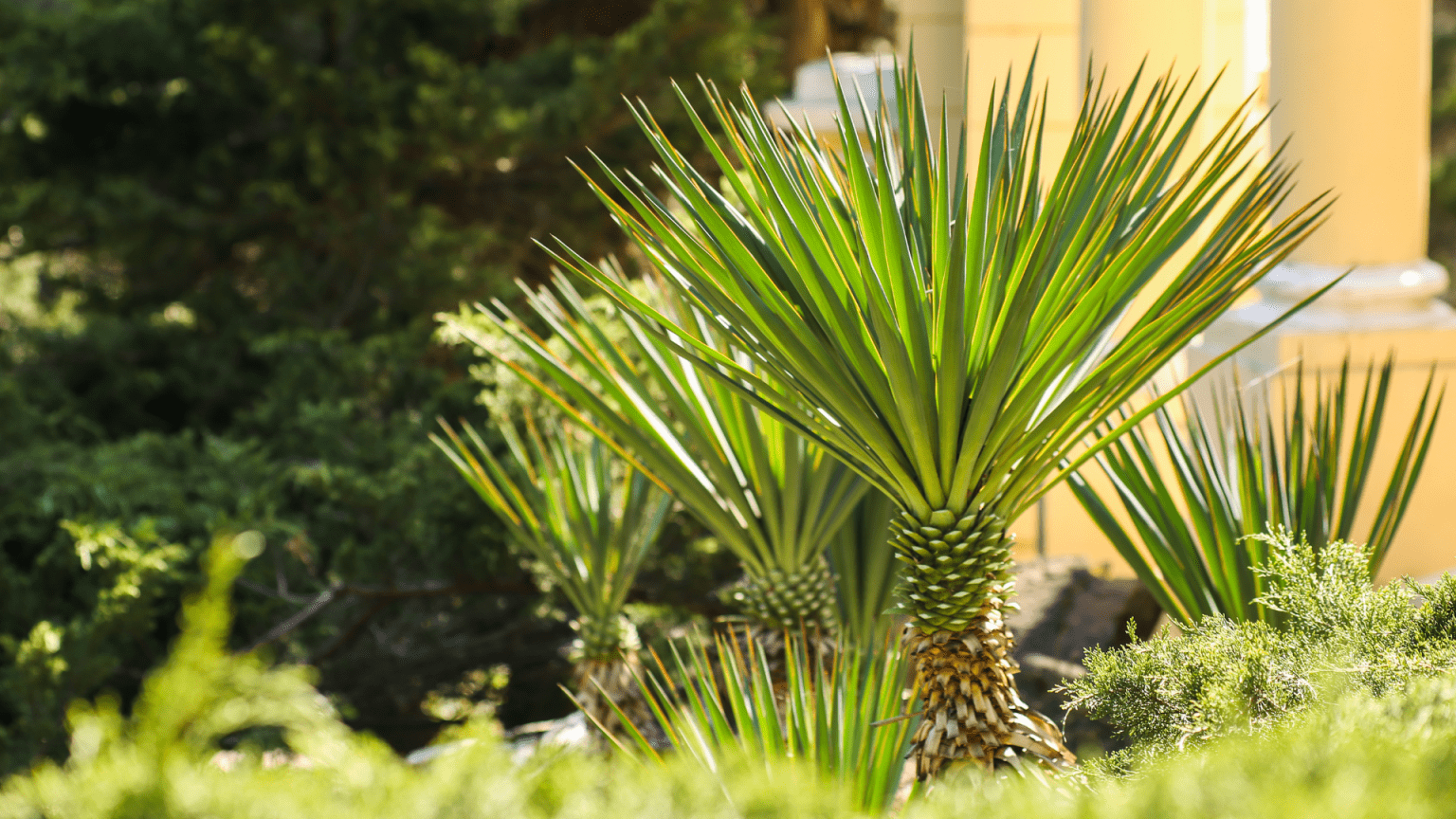Care Guide Growing Palm Trees in British Gardens