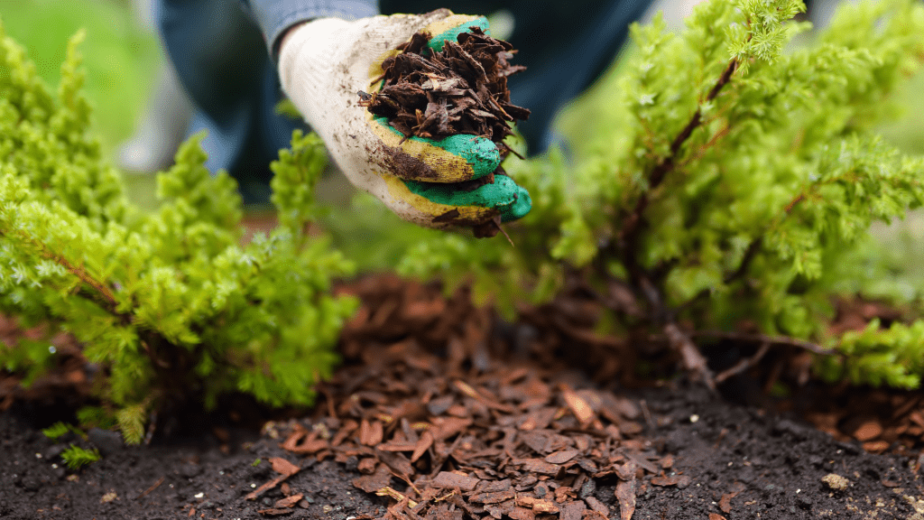 Guide to Preparing Garden Soil for Successful Planting