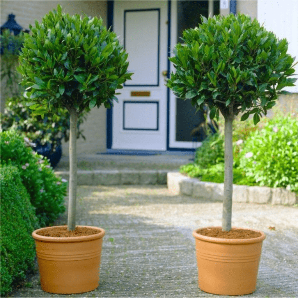 Topiary bay trees make perfect front door plants