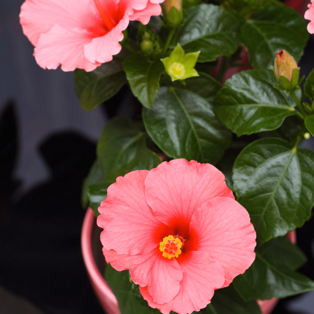 Pink Hibiscus make perfect front door plants