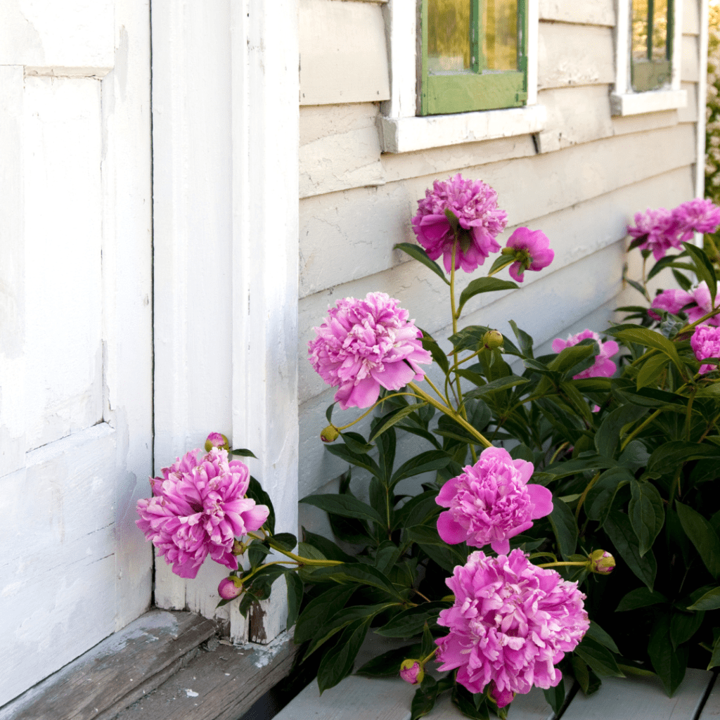 Peonies make perfect front door plants