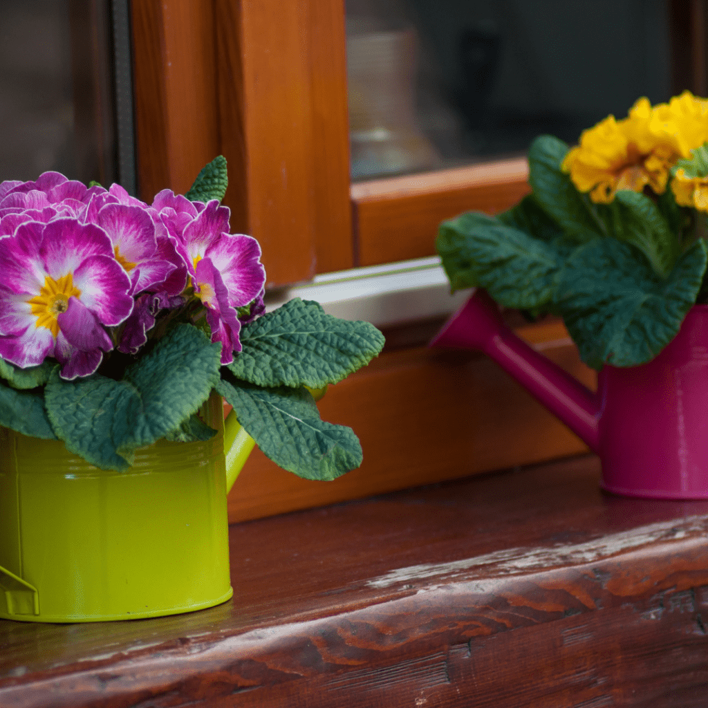 Primroses make perfect front door plants