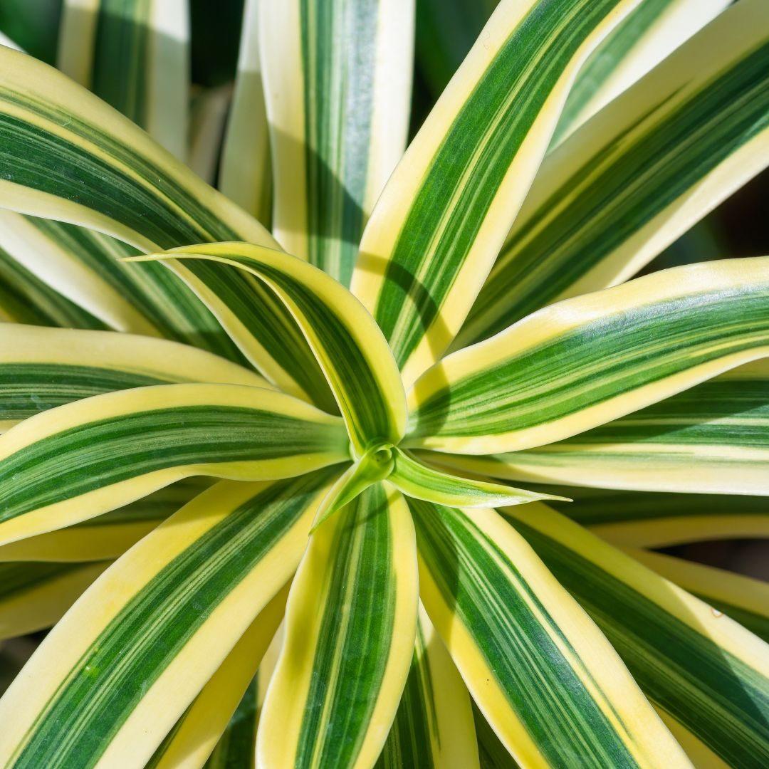 Top 10 Houseplants for Offices - Gardening Express Knowledge Hub