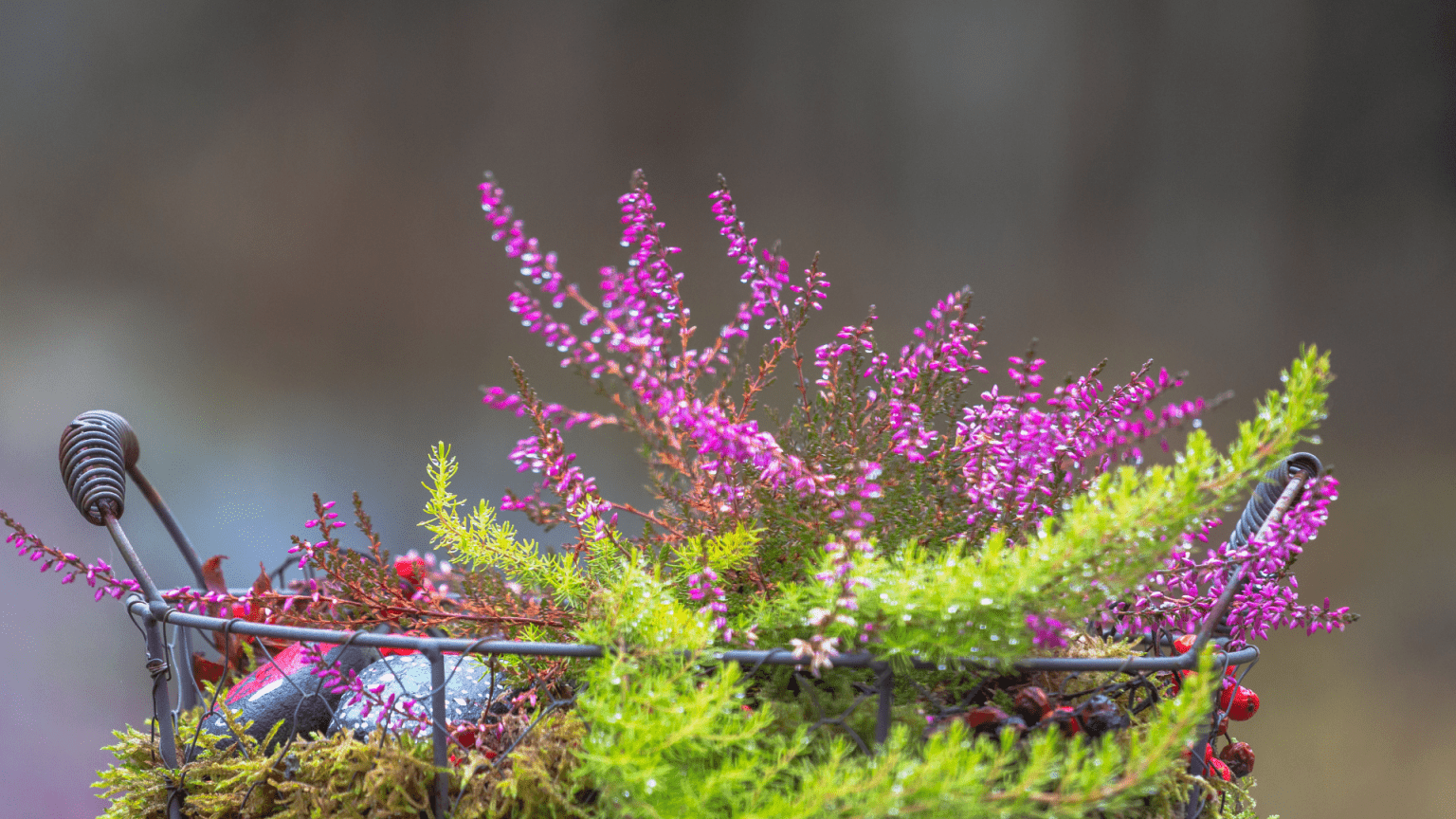 Create Autumn Hanging Baskets & Containers