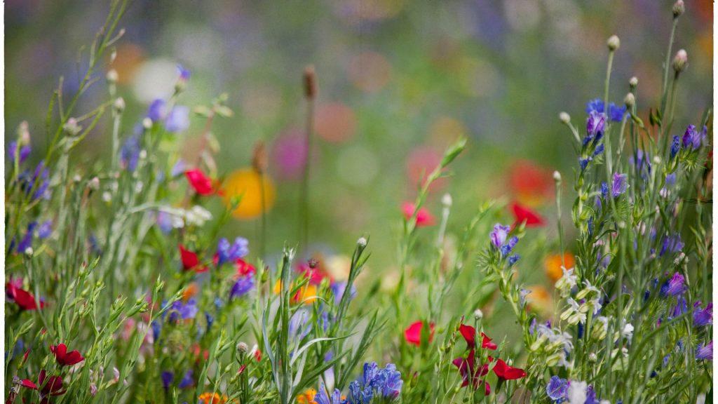 A meadow of wildflowers.