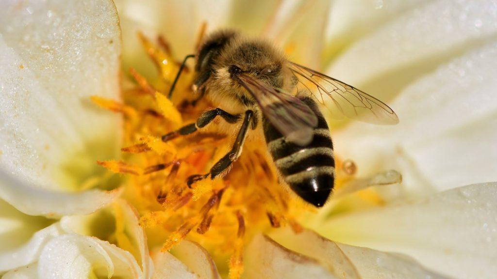 A honeybee at the centre of a flower.