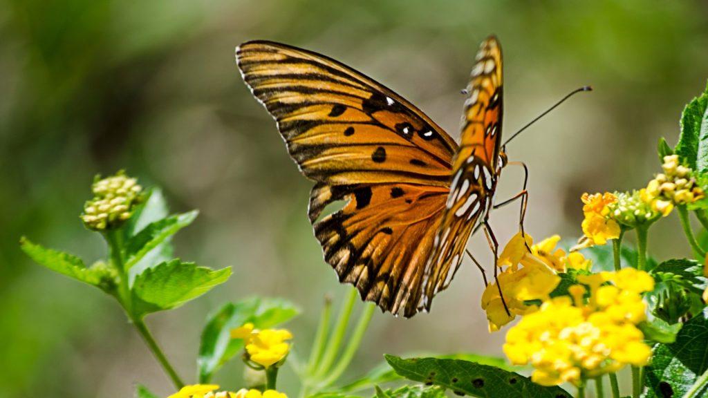 A butterfly pollinating yellow flowers.